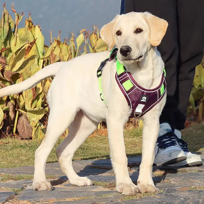 Coleira para Cachorros Peitoral Grande Dogmiau