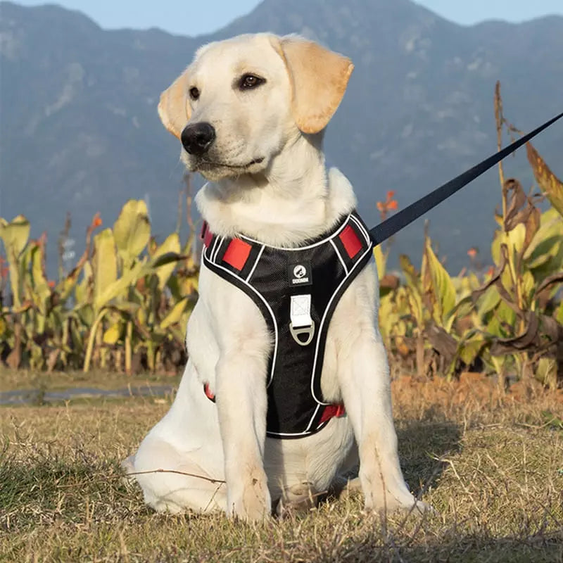 Coleira para Cachorros Peitoral Grande Dogmiau