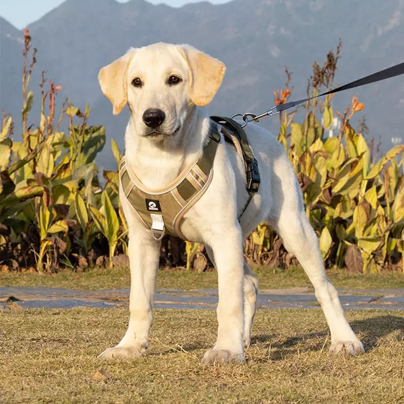 Coleira para Cachorros Peitoral Grande Dogmiau